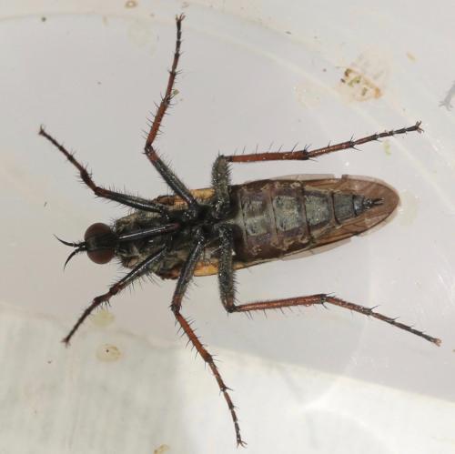 Réf. 323 019 : Empis tessellata